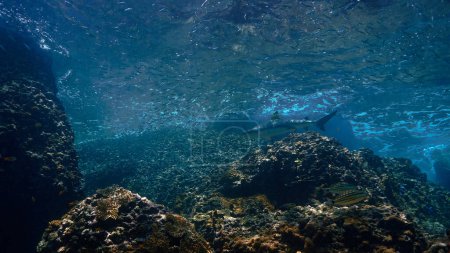 Téléchargez les photos : Photo sous-marine du requin de récif Blacktip au récif corallien dans une belle lumière. D'une plongée sous-marine dans la mer d'Andaman en Thaïlande. - en image libre de droit