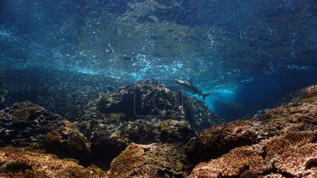 Foto de Foto submarina de tiburón de arrecife de punta negra en el arrecife de coral bajo una hermosa luz. Desde una inmersión en el mar de Andamán en Tailandia. - Imagen libre de derechos