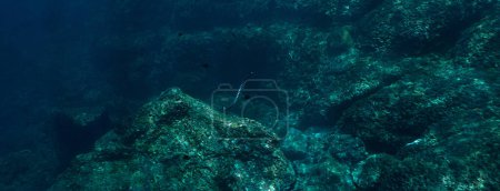 Foto de Foto submarina de una serpiente marina con bandas en rayos de luz en un arrecife de coral - Imagen libre de derechos