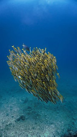 Téléchargez les photos : Photo artistique sous-marine de bancs de poissons dans la mer bleu profond. - en image libre de droit