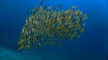 Foto de Foto artística submarina de las escuelas de peces en el mar azul profundo. - Imagen libre de derechos