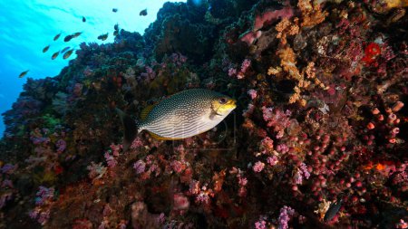 Téléchargez les photos : Photo sous-marine de poissons dans un récif corallien tropical - en image libre de droit