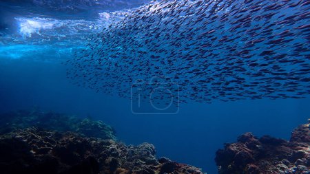 Téléchargez les photos : Photographie artistique sous-marine de rayons de soleil et de bancs de poissons sur un récif corallien - en image libre de droit