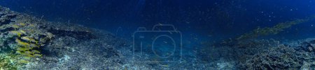 Téléchargez les photos : Photo sous-marine d'un récif corallien. D'une plongée sous-marine - en image libre de droit