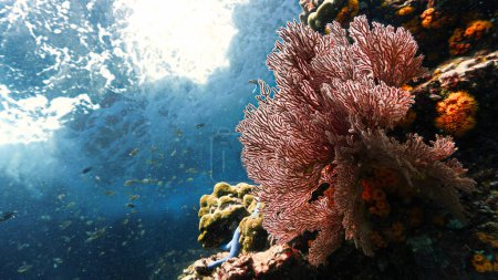 Foto de Foto submarina de hermosos corales rojos suaves en el arrecife. - Imagen libre de derechos