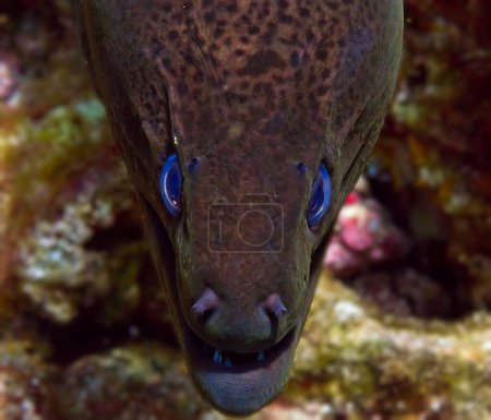 Téléchargez les photos : Macro-photo sous-marine et portrait d'une murène aux yeux bleus. - en image libre de droit