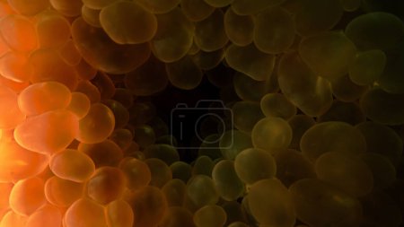 Photo for Underwater macrophotography from inside a Bubble coral - Royalty Free Image
