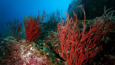 Foto de Foto submarina de hermosos corales rojos suaves en el arrecife. Corales de fuego - Imagen libre de derechos