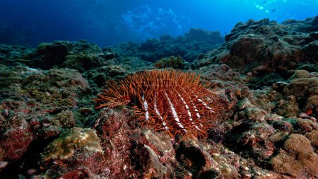 Foto de Foto submarina de un hermoso paisaje desde abajo con una estrella de mar de espina corona. - Imagen libre de derechos