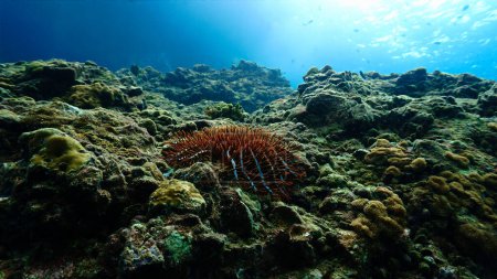 Téléchargez les photos : Photo sous-marine d'un beau paysage d'en bas avec une étoile de mer Couronne thorne. - en image libre de droit