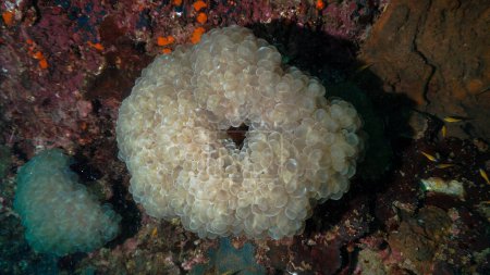 Téléchargez les photos : Underwater photo of a bubble coral - en image libre de droit