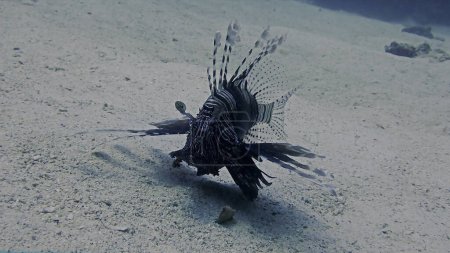 Téléchargez les photos : Photo sous-marine d'un poisson scorpion au fond de la mer. - en image libre de droit