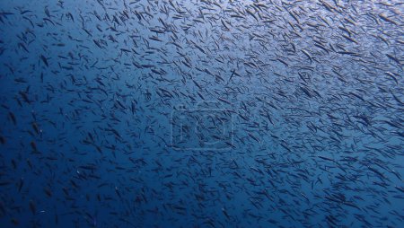 Téléchargez les photos : Photo sous-marine d'un petit banc de poissons dans la mer bleue. - en image libre de droit
