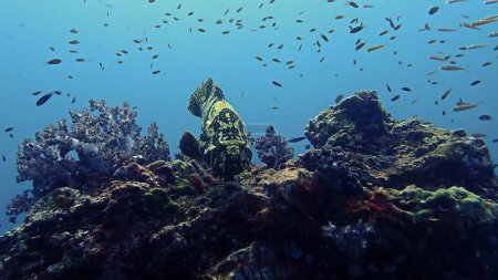 Téléchargez les photos : Photo sous-marine et rapprochée du mérou brun en marbre au récif corallien - en image libre de droit