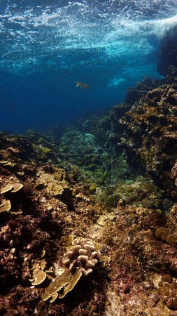 Téléchargez les photos : Photo sous-marine d'un magnifique récif corallien - en image libre de droit