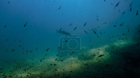 Foto de Foto submarina de un pez Barracuda y tiburones de arrecife de punta negra en un arrecife de coral - Imagen libre de derechos