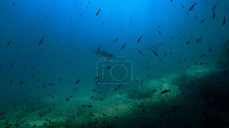Foto de Foto submarina de peces Barracuda y tiburones de arrecife de punta negra en un arrecife de coral - Imagen libre de derechos