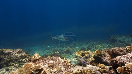 Photo for Underwater photo of Blacktip reef shark at a coral reef - Royalty Free Image