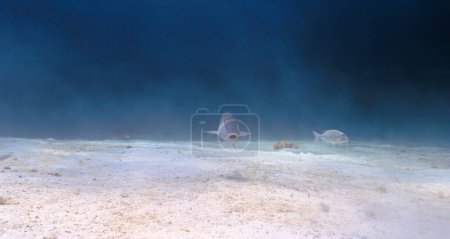 Foto de Foto submarina de un pez sobre la hierba marina en la nube de arena - Imagen libre de derechos
