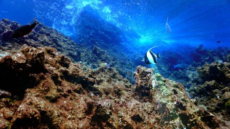 Téléchargez les photos : Photo sous-marine de poissons bannières dans un magnifique paysage et récif corallien - en image libre de droit