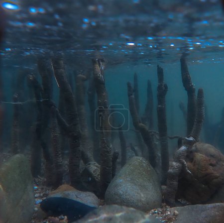 Téléchargez les photos : Photo sous-marine de racines - forêt de mangroves - en image libre de droit