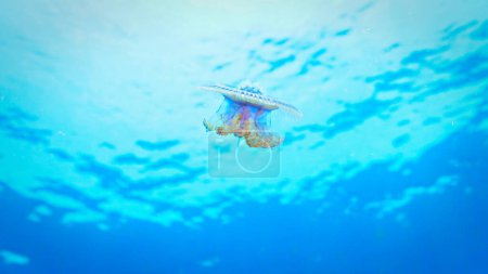 Téléchargez les photos : Photo sous-marine d'une méduse dans la mer. - en image libre de droit