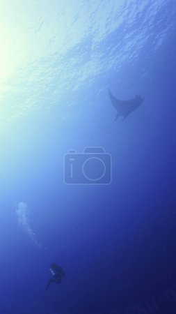 Téléchargez les photos : Photo sous-marine d'un rayon Oceanic Manta dans la mer bleu profond. - en image libre de droit