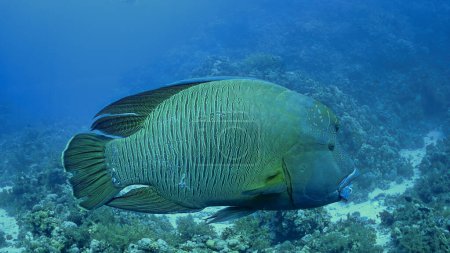 Téléchargez les photos : Photo sous-marine et de près des espèces menacées, Napoléon poisson, Humphead Wrasse - en image libre de droit