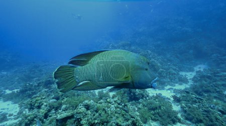 Téléchargez les photos : Photo sous-marine et de près des espèces menacées, Napoléon poisson, Humphead Wrasse - en image libre de droit