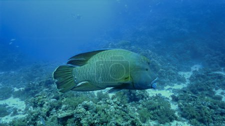 Photo for Underwater and close up photo of the endangered species, Napoleon fish, Humphead Wrasse - Royalty Free Image