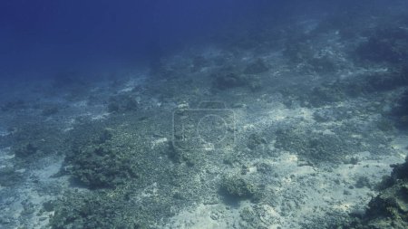 Foto de Foto submarina de un arrecife de coral muerto - Imagen libre de derechos