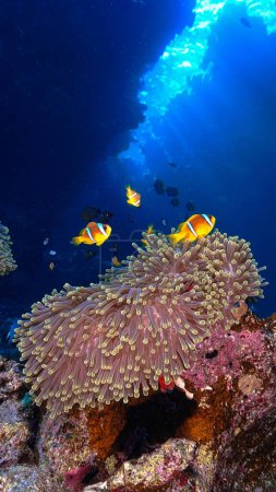 Téléchargez les photos : Photo sous-marine de clownfish et d'une anémone dans des rayons de lumière sur un récif corallien - en image libre de droit