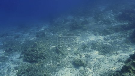 Foto de Foto submarina de un arrecife de coral muerto - Imagen libre de derechos