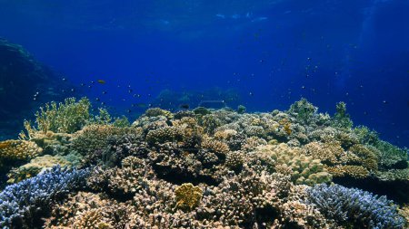 Téléchargez les photos : Underwater photo of a colorful coral reef - en image libre de droit