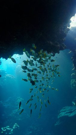 Téléchargez les photos : Photo sous-marine du haut-fond de poissons dans des rayons de soleil à l'intérieur d'une grotte. - en image libre de droit