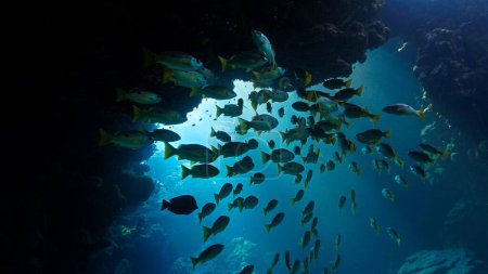 Foto de Foto submarina de cardumen de peces en rayos de sol dentro de una cueva. - Imagen libre de derechos