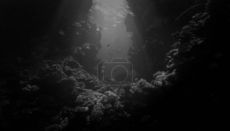 Téléchargez les photos : Photo sous-marine de rayons de lumière à la porte d'un récif corallien - en image libre de droit