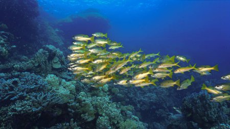 Photo for Underwater photo of school of fish at a coral reef - Royalty Free Image