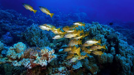 Téléchargez les photos : Photo sous-marine d'un banc de poissons sur un récif corallien - en image libre de droit