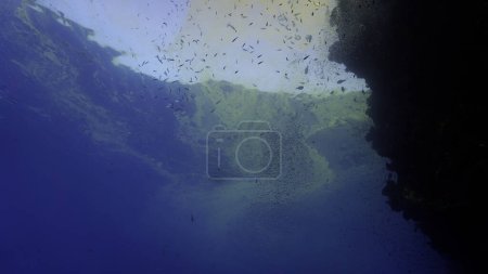 Foto de Foto submarina de una inmersión de Algea Blomming en el océano - Imagen libre de derechos