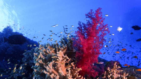 Foto de Foto submarina de hermosos corales rojos suaves - Imagen libre de derechos