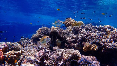 Foto de Foto submarina de Picasso Triggerfish en un colorido arrecife de coral - Imagen libre de derechos