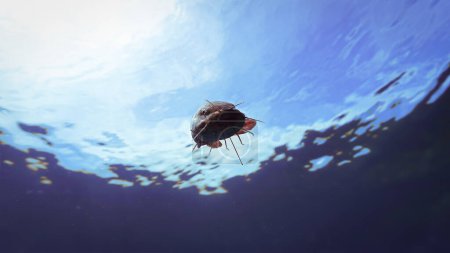 Téléchargez les photos : Photo sous-marine de poissons-chats curieux dans l'océan - en image libre de droit