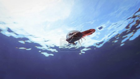 Photo for Underwater photo of curious catfish in the ocean - Royalty Free Image