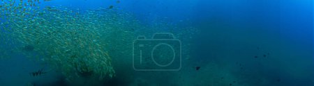 Foto de Panorama submarino foto de la escuela de peces - Imagen libre de derechos
