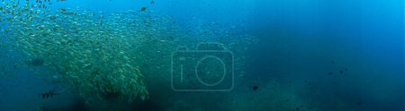 Photo for Underwater panorama photo of school of fish - Royalty Free Image