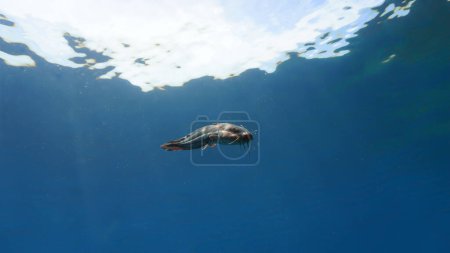 Foto de Foto submarina de bagre curioso en el océano - Imagen libre de derechos