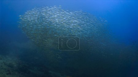 Téléchargez les photos : Photo sous-marine d'un banc de poissons sur un récif corallien - en image libre de droit