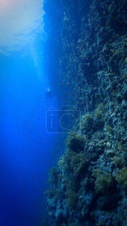 Téléchargez les photos : The underwater world and universe of scuba divers - en image libre de droit