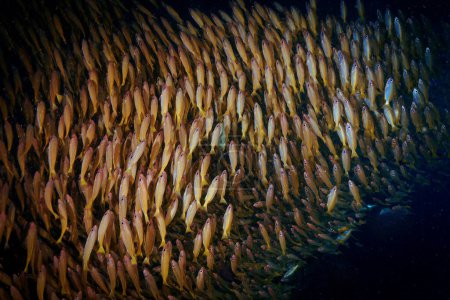 Foto de Foto artística submarina de las escuelas de peces en el mar azul profundo. - Imagen libre de derechos